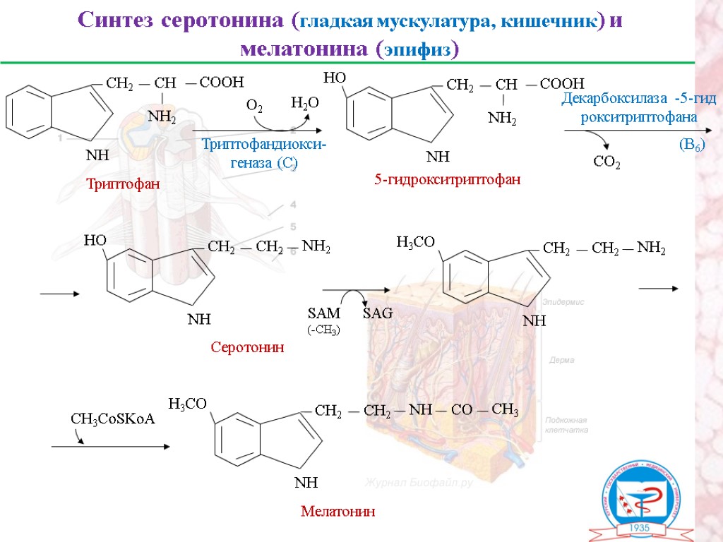 Схема синтеза аминокислот из общих метаболитов